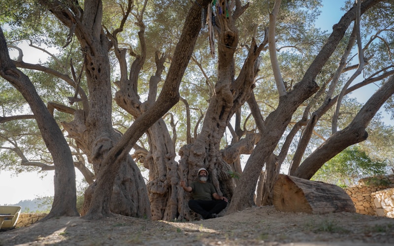 Ancient olive tree in a traditional rural landscape